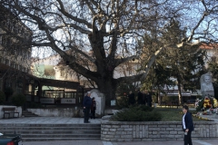 Sandanski Сандански  ältester Baum